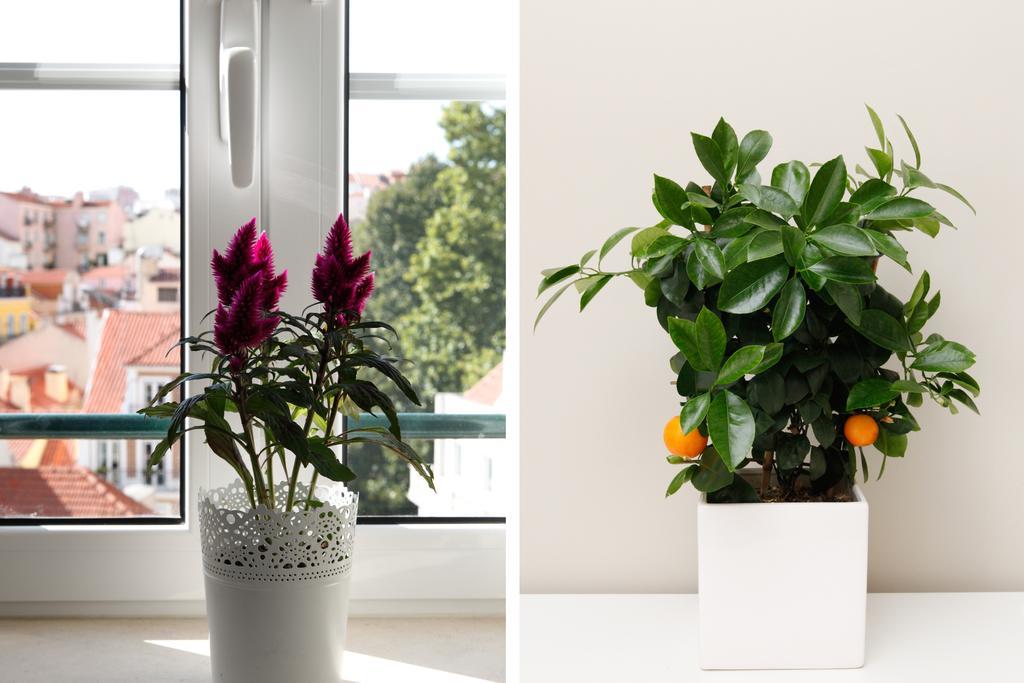 Flores Alojamento de Acomodação e Pequeno-almoço 4*