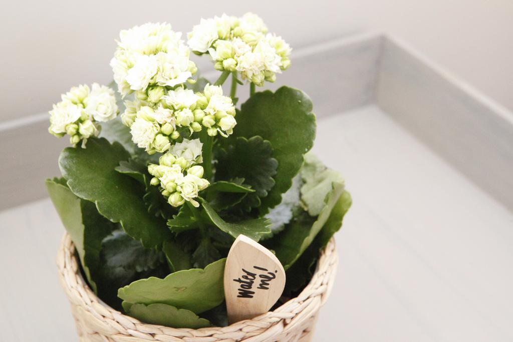 Flores
